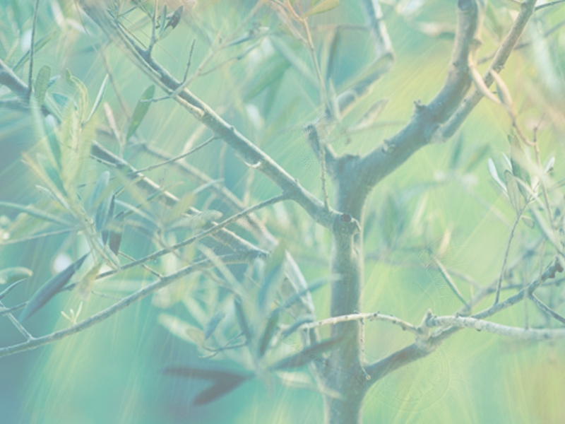 Sanación Chamánica