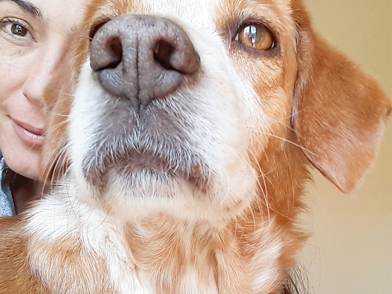 Comunicación con Animales (vivos o fallecidos)