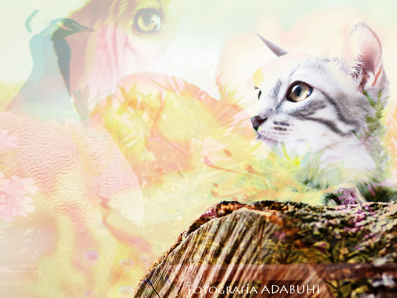 Comunicación con Animales, la sabiduría de la Presencia